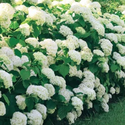 Hortensie 'Annabelle' - Riesige weiße Blütenbälle