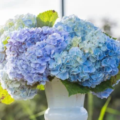 Hortensie blau - Blaue Blüten sofort im Blick