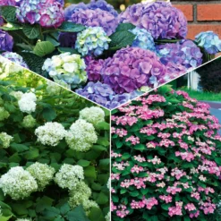 Hortensien-Kollektion für blühende Beete und Hecken. (x3) - Farbige Akzente für Ihre Grünflächen