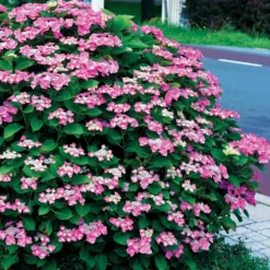 Hortensien-Kollektion für blühende Beete und Hecken. (x3) - Farbige Akzente für Ihre Grünflächen
