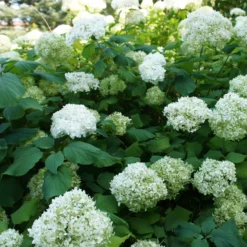 Hortensien-Kollektion für blühende Beete und Hecken. (x3) - Farbige Akzente für Ihre Grünflächen