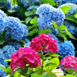 Hortensien-Kollektion rot & blau (x4) - Farbenpracht der Hortensien: Rot & Blau