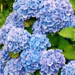 Hortensien-Kollektion rot & blau (x4) - Farbenpracht der Hortensien: Rot & Blau