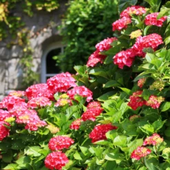 Hortensien-Sammlung: rot, blau, rosa (x3) - Reichblühende Klassiker für jeden Garten