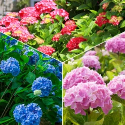 Hortensien-Sammlung: rot, blau, rosa (x3) - Reichblühende Klassiker für jeden Garten