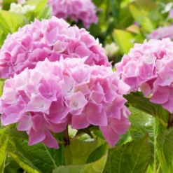 Hortensien-Sammlung: rot, blau, rosa (x3) - Reichblühende Klassiker für jeden Garten
