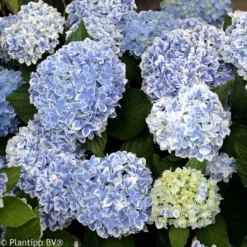 Hortensie Peppermint - Zweifarbige Blüten sofort