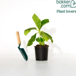 Hortensie Peppermint - Zweifarbige Blüten sofort