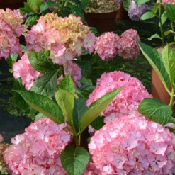 Hortensie So Long® Sunny - Rosa Blütenpracht ganz easy