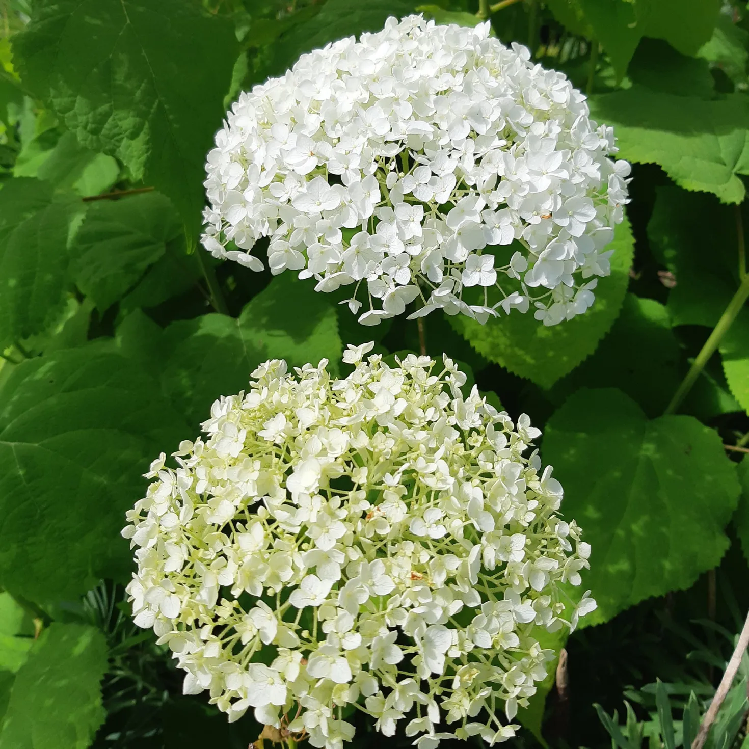 Hortensie 'Strong Annabelle' - Riesige Blüten, die halten