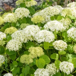 Hortensie 'Strong Annabelle' - Riesige Blüten, die halten