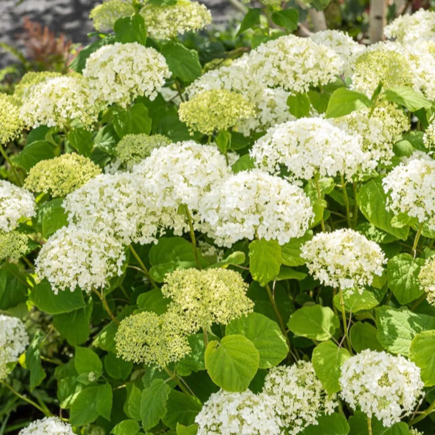 Hortensie 'Strong Annabelle' - Riesige Blüten, die halten