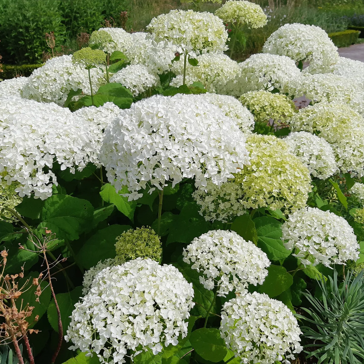 Hortensie 'Strong Annabelle' - Riesige Blüten, die halten
