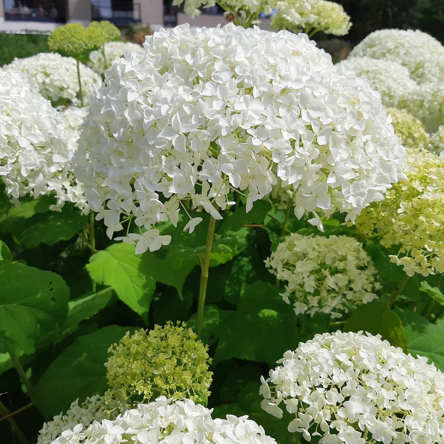 Hortensie 'Strong Annabelle' - Riesige Blüten, die halten