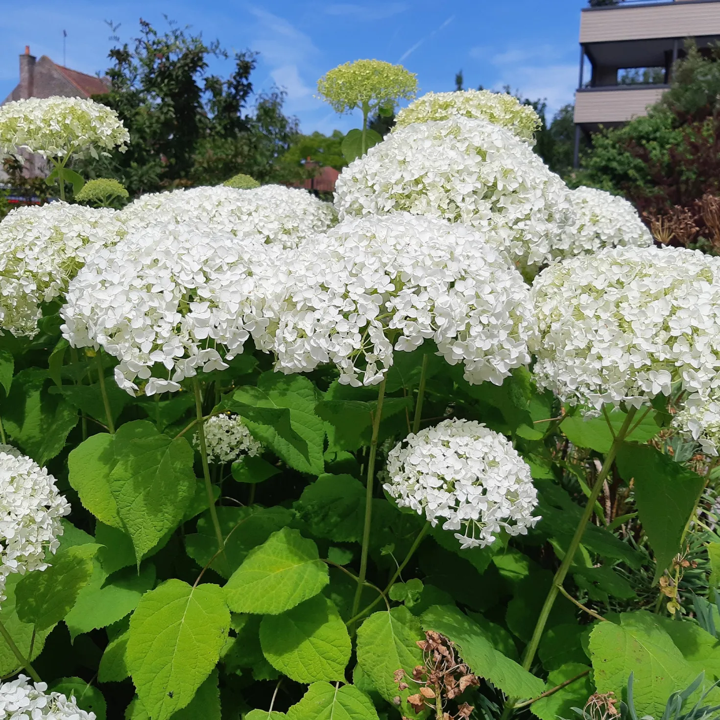 Hortensie 'Strong Annabelle' - Riesige Blüten, die halten