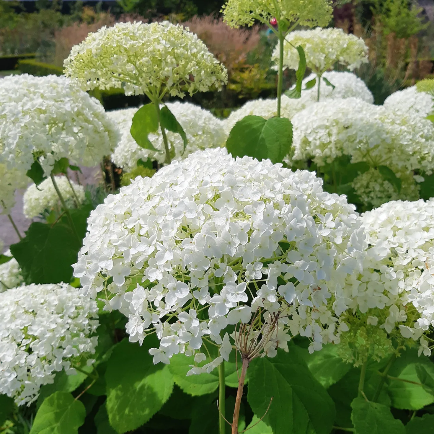 Hortensie 'Strong Annabelle' - Riesige Blüten, die halten