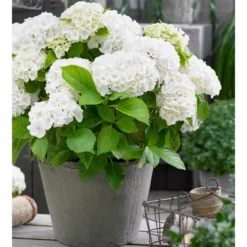 Hortensie weiß - Weiße Blüten sofort im Garten