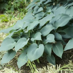 Hosta Blue Cadet Funkia - Blaues Laub für Schattenecken