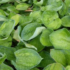 Hosta Blue Shadows Funkia - Blaue Blätter für Schatten