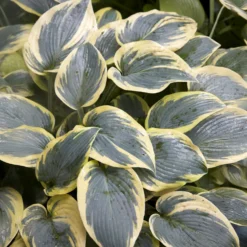 Hosta First Frost Funkia - Farbe für den Schatten