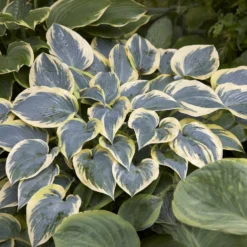 Hosta First Frost Funkia - Farbe für den Schatten