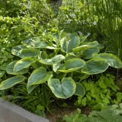 Hosta Frances Williams mit gelbem Rand - Schattenbeet mit Wow-Effekt