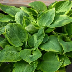 Hosta Frances Williams mit gelbem Rand - Schattenbeet mit Wow-Effekt