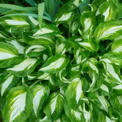 Hosta mit gewellten Blättern Mediovariegata - Helle Blätter im Schatten