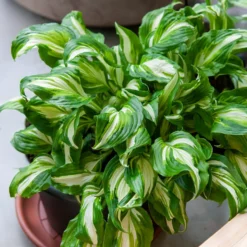 Hosta mit gewellten Blättern Mediovariegata - Helle Blätter im Schatten