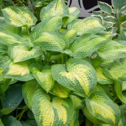 Hosta Paul's Glory Funkia - Leuchtende Blätter im Schatten