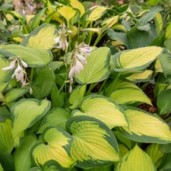 Hosta Paul's Glory Funkia - Leuchtende Blätter im Schatten