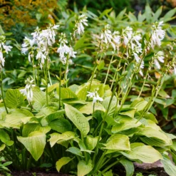 Hosta Royal Standard - Duftende Blüten im Schatten