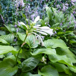 Hosta Royal Standard - Duftende Blüten im Schatten