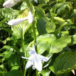 Hosta Royal Standard - Duftende Blüten im Schatten