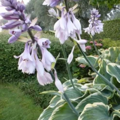 Hosta Sagae Funkia - Riesenblätter für den Schatten