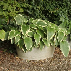 Hosta So Sweet Funkia - Duftende Blüten im Schatten