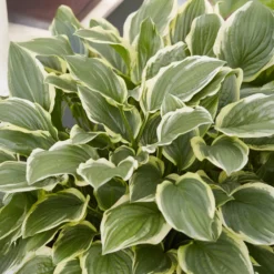 Hosta So Sweet Funkia - Duftende Blüten im Schatten