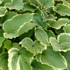 Hosta Spring Fling Funkia - Buntes Laub für Schattenplätze