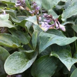 Hosta Winfield Blue Funkia