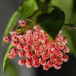 Hoya ‘Gracilis’ - Duftende Blüten ganz einfach