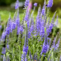 Ähriger Ehrenpreis - Blaue Blütenkerzen im Beet