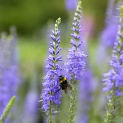 Ähriger Ehrenpreis - Blaue Blütenkerzen im Beet