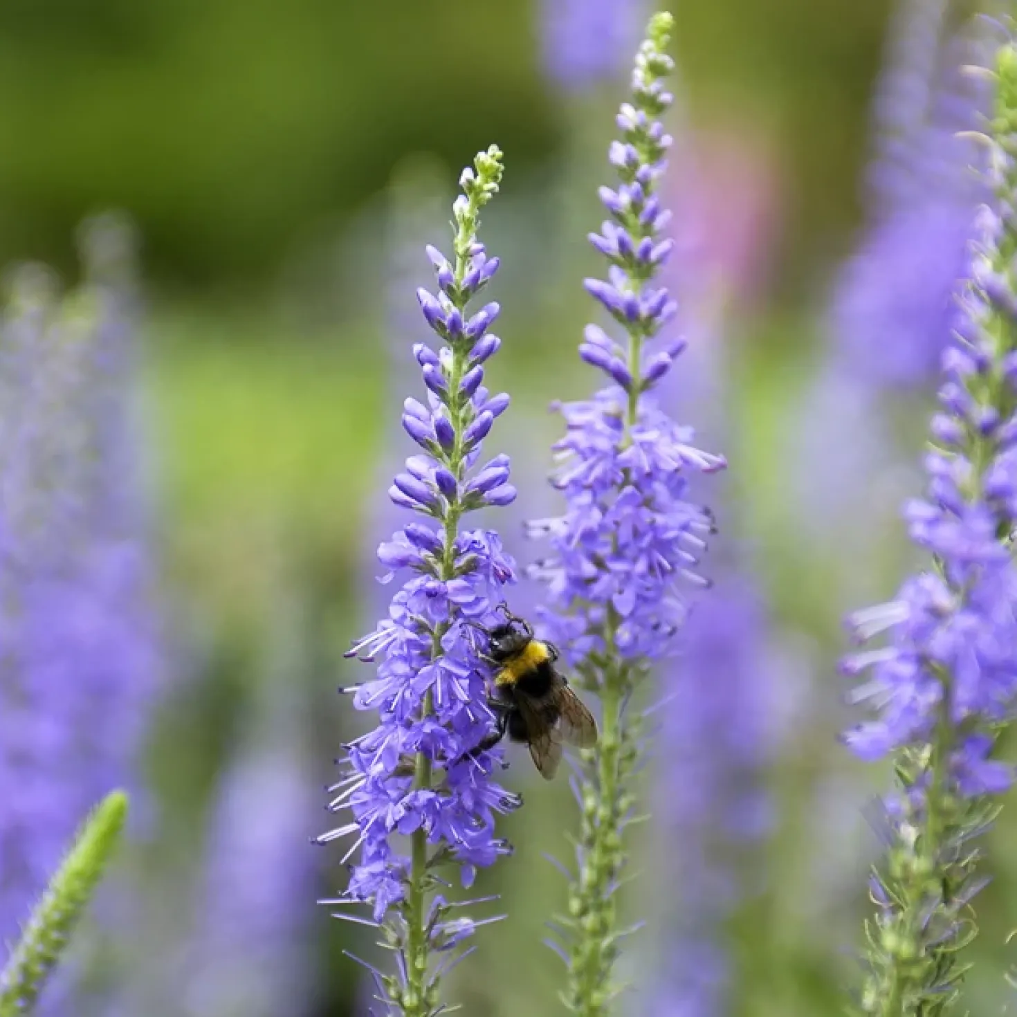 Ähriger Ehrenpreis - Blaue Blütenkerzen im Beet