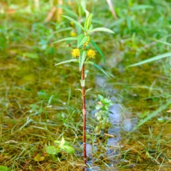 Ähriger Gilbweiderich - Gelbe Blüten am Wasser