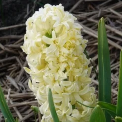 Hyazinthe 'City of Haarlem' (x6) - Gelbe Blüten voller Duft