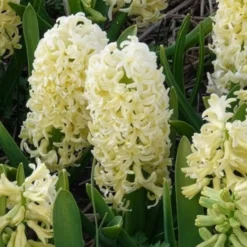 Hyazinthe 'City of Haarlem' (x6) - Gelbe Blüten voller Duft
