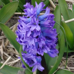 Hyazinthe 'Delft Blue' - Blau blüht der Frühling