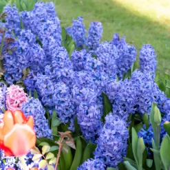 Hyazinthe 'Delft Blue' - Blau blüht der Frühling