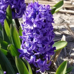 Hyazinthe 'Delft Blue' - Blau blüht der Frühling