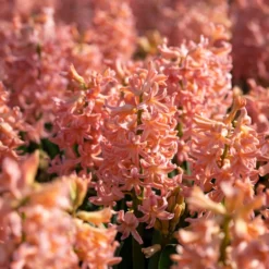 Hyazinthe 'Gipsy Queen' (x6) - Lachsfarbener Duft im Frühling